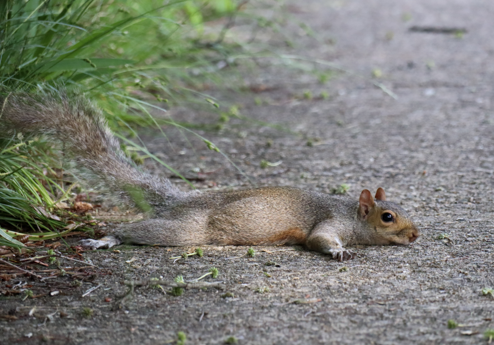 a squirrel laying on the pavement with legs and arms outstretched, a perfect sploot a squirrel laying on the pavement with legs and arms outstretched, a perfect sploot